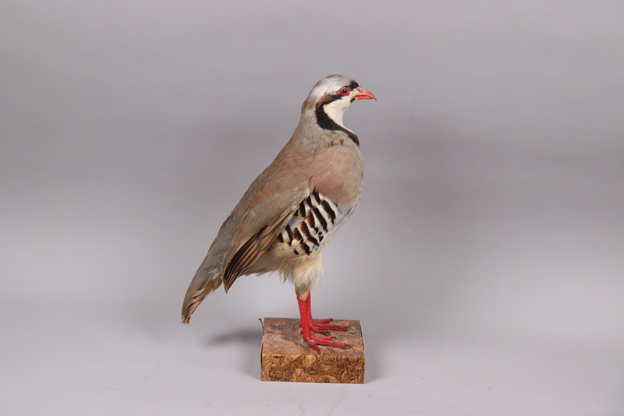 Berghöna (Alectoris chukar)