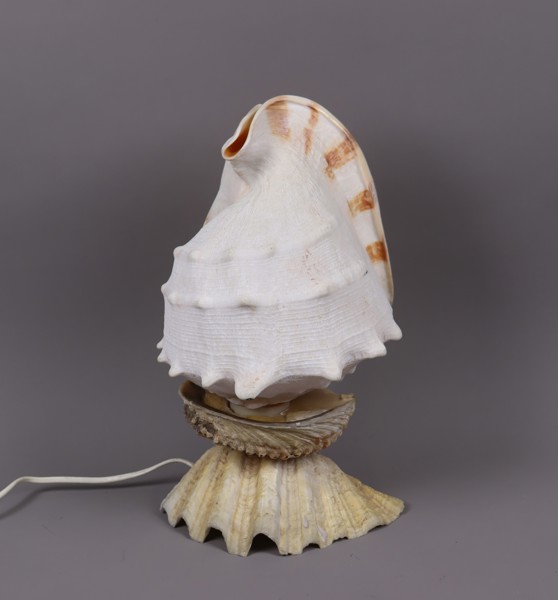 Conch snäcklampa