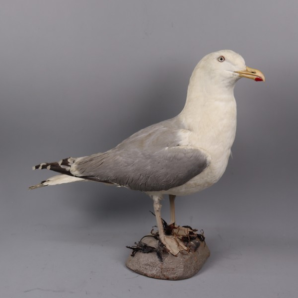 Gråtrut (Larus Argentatus), uppstoppad