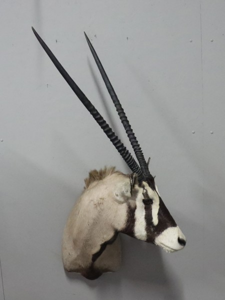 Oryxantilop, (Oryx Gazella), taxidermi