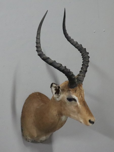 Impalaantilop (Aepyceros melampus), taxidermi