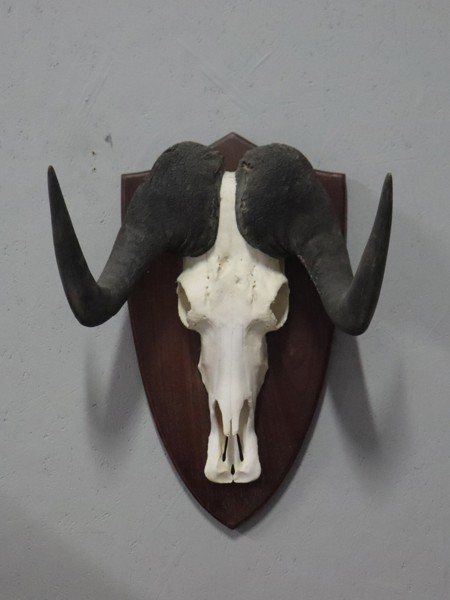 Gnu/Wildebeest, (Connochaetes Gnou), taxidermi