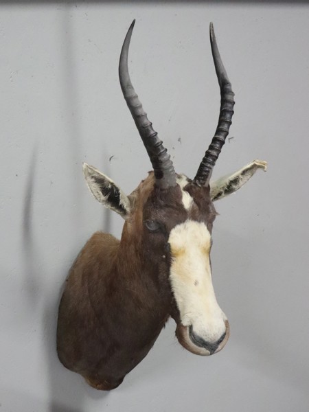 Bläsbock, även kallad brokbock eller buntbock (Damaliscus pygargus), taxidermi