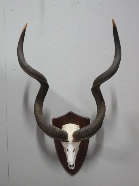 Kudoantilop (Tragelaphus Strepsiceros), taxidermi