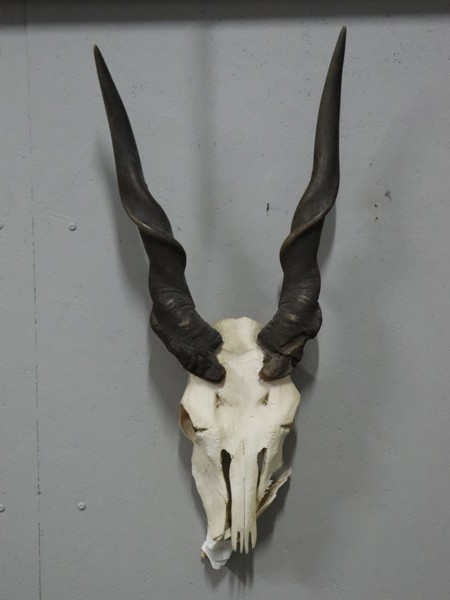 Eland antilop (Taurotragus oryx), skalle med horn