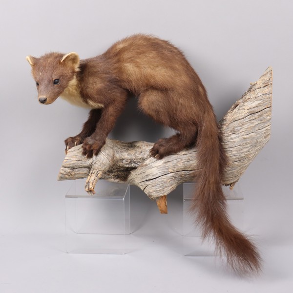 Skogsmård, taxidermi/uppstoppad, monterad på gren