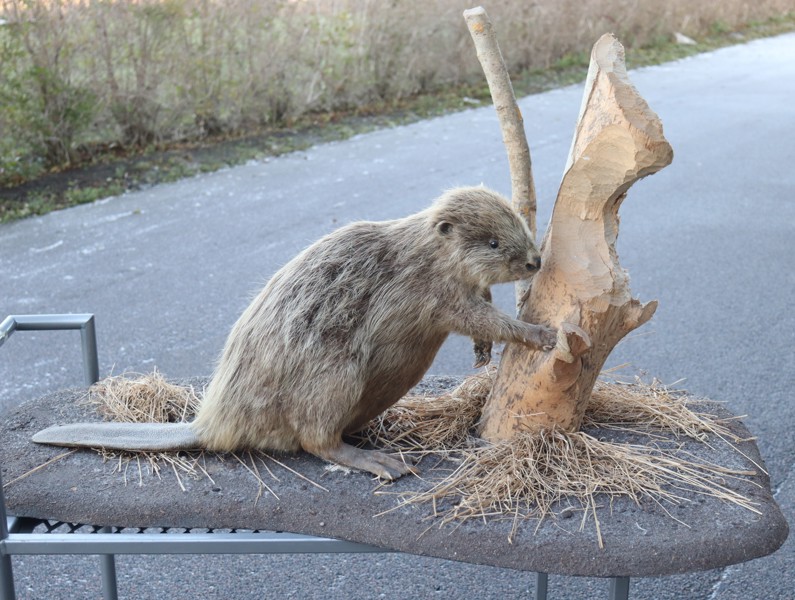 Bäver, taxidermi/uppstoppad, monterad på platta med trädstam